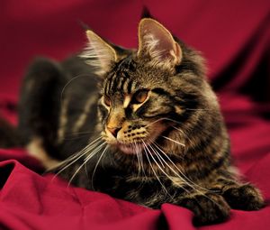 Preview wallpaper cat, maine coon, lying, beautiful, fluffy
