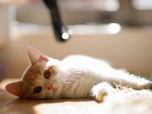 Preview wallpaper cat, mat, lie down, curious