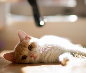 Preview wallpaper cat, mat, lie down, curious