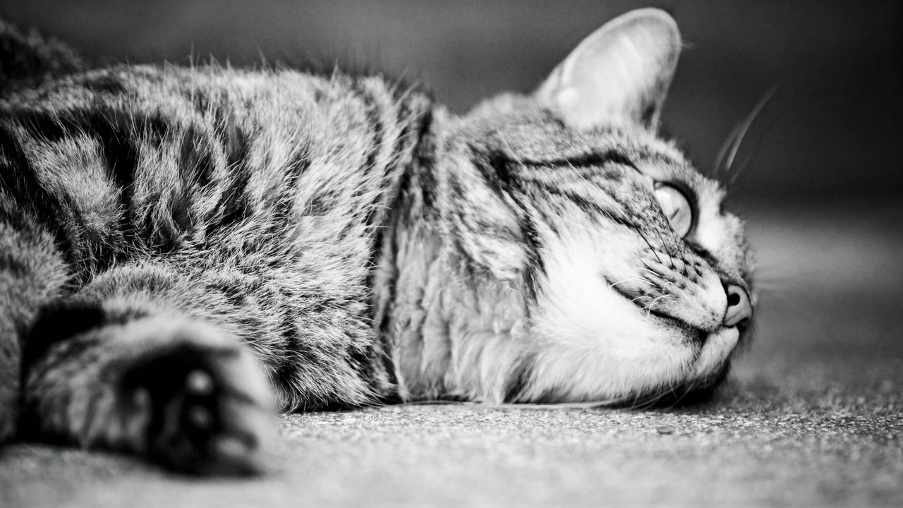 Wallpaper cat, monochrome, black white, sleeping, lying