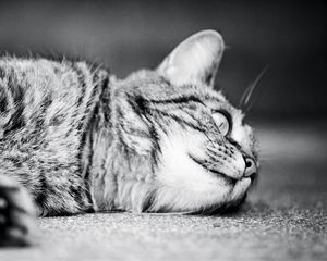 Preview wallpaper cat, monochrome, black white, sleeping, lying