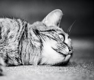 Preview wallpaper cat, monochrome, black white, sleeping, lying