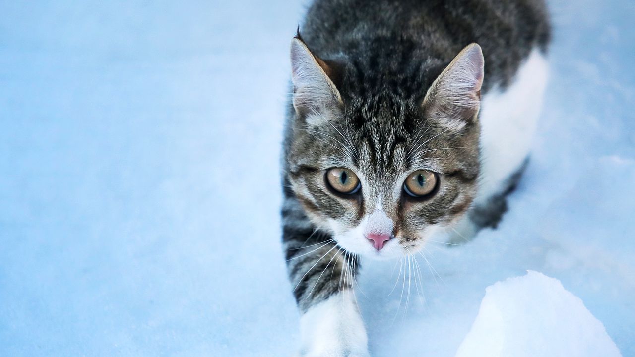 Wallpaper cat, movement, paw, pet