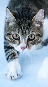 Preview wallpaper cat, movement, paw, pet