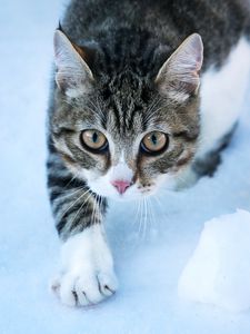 Preview wallpaper cat, movement, paw, pet