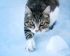 Preview wallpaper cat, movement, paw, pet