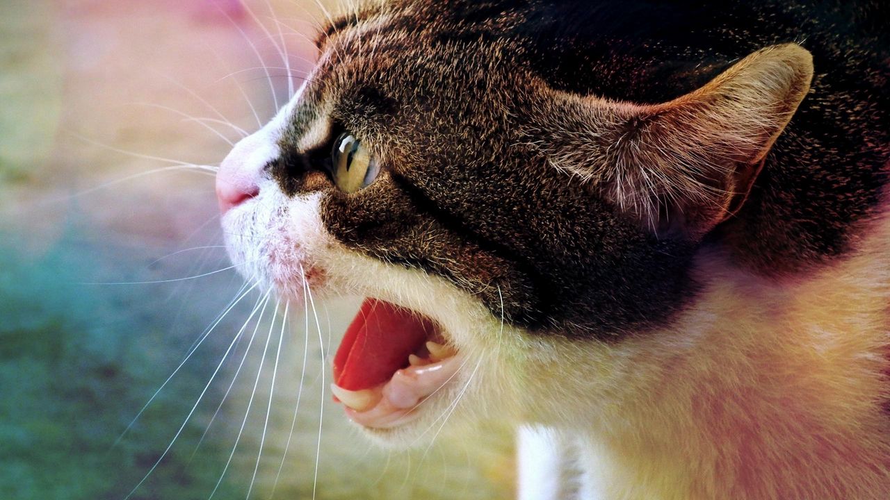 Wallpaper cat, muzzle, aggression, fear, grin