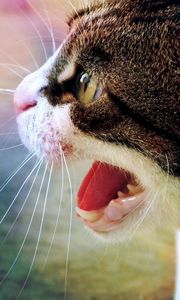 Preview wallpaper cat, muzzle, aggression, fear, grin