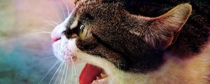 Preview wallpaper cat, muzzle, aggression, fear, grin