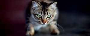 Preview wallpaper cat, muzzle, aggression, shadow, eye