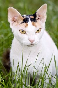 Preview wallpaper cat, muzzle, aggression, grass