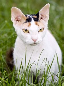 Preview wallpaper cat, muzzle, aggression, grass