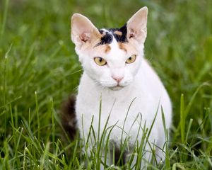 Preview wallpaper cat, muzzle, aggression, grass