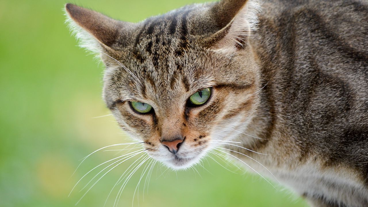 Wallpaper cat, muzzle, aggression, opinion