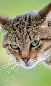 Preview wallpaper cat, muzzle, aggression, opinion