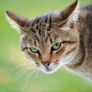 Preview wallpaper cat, muzzle, aggression, opinion