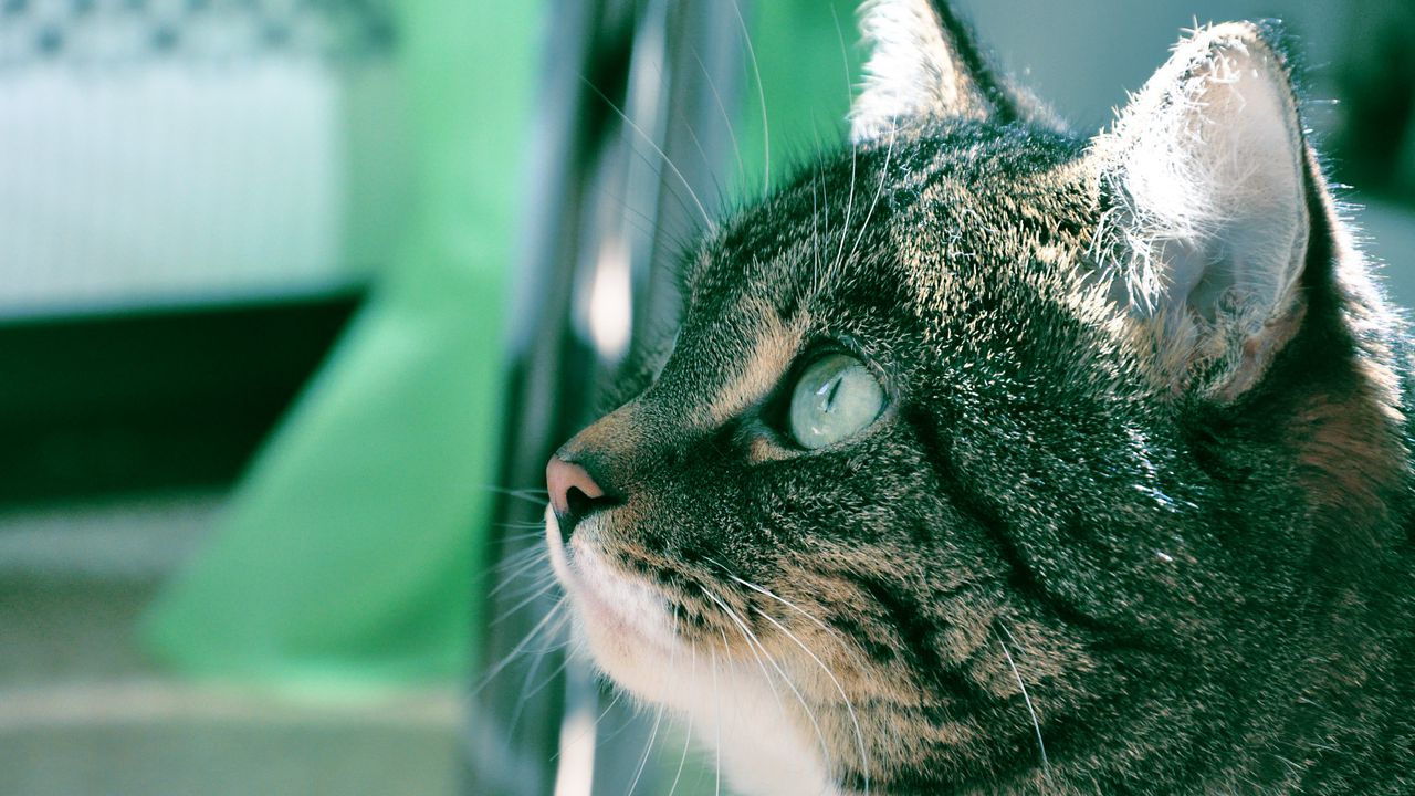 Wallpaper cat, muzzle, background, bathroom, profile, thick