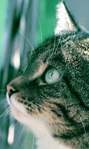 Preview wallpaper cat, muzzle, background, bathroom, profile, thick