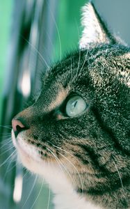 Preview wallpaper cat, muzzle, background, bathroom, profile, thick