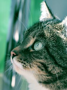 Preview wallpaper cat, muzzle, background, bathroom, profile, thick