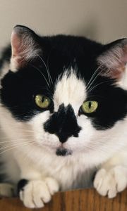 Preview wallpaper cat, muzzle, black, white, wonder