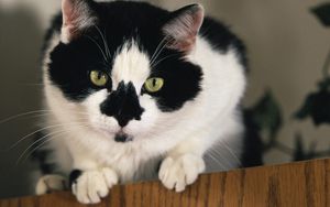 Preview wallpaper cat, muzzle, black, white, wonder