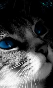 Preview wallpaper cat, muzzle, black white, blue-eyed