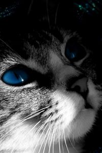 Preview wallpaper cat, muzzle, black white, blue-eyed