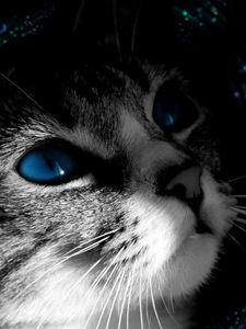 Preview wallpaper cat, muzzle, black white, blue-eyed