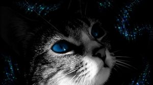 Preview wallpaper cat, muzzle, black white, blue-eyed
