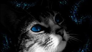 Preview wallpaper cat, muzzle, black white, blue-eyed