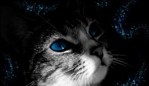 Preview wallpaper cat, muzzle, black white, blue-eyed