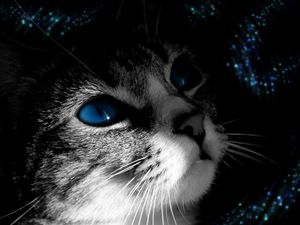 Preview wallpaper cat, muzzle, black white, blue-eyed