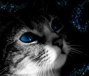 Preview wallpaper cat, muzzle, black white, blue-eyed