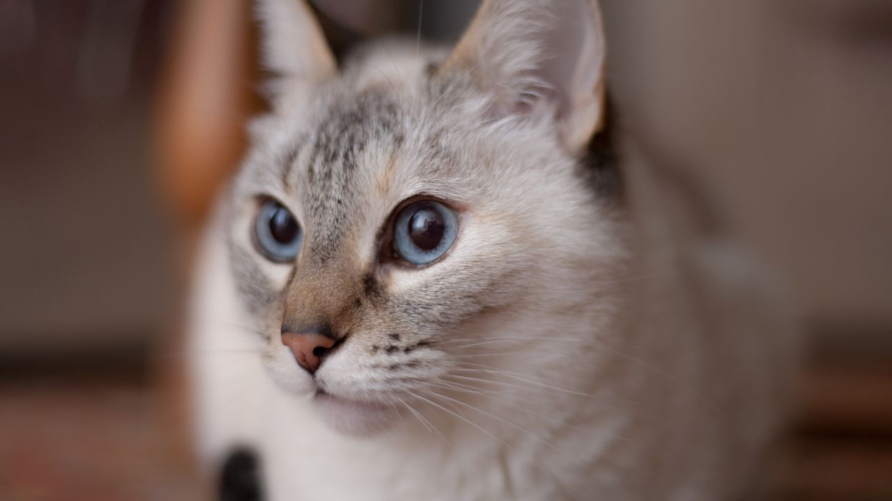 Wallpaper cat, muzzle, blue eyes hd, picture, image