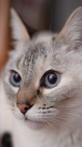 Preview wallpaper cat, muzzle, blue eyes
