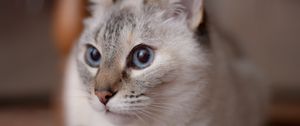 Preview wallpaper cat, muzzle, blue eyes