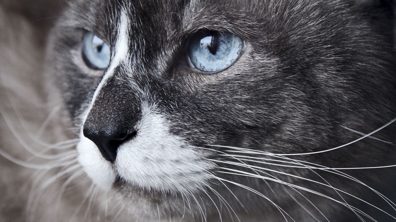 Wallpaper cat, muzzle, blue eyes, look, watch, close-up