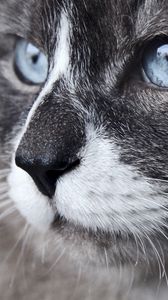Preview wallpaper cat, muzzle, blue eyes, look, watch, close-up