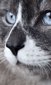 Preview wallpaper cat, muzzle, blue eyes, look, watch, close-up