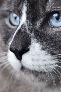 Preview wallpaper cat, muzzle, blue eyes, look, watch, close-up