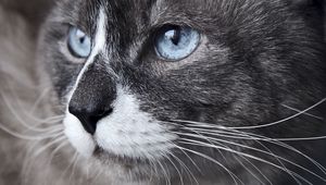 Preview wallpaper cat, muzzle, blue eyes, look, watch, close-up