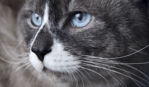 Preview wallpaper cat, muzzle, blue eyes, look, watch, close-up