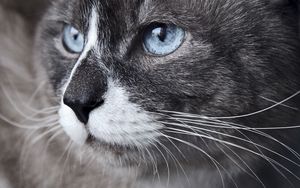 Preview wallpaper cat, muzzle, blue eyes, look, watch, close-up