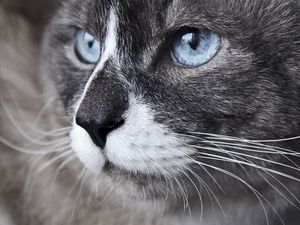 Preview wallpaper cat, muzzle, blue eyes, look, watch, close-up