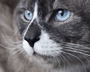 Preview wallpaper cat, muzzle, blue eyes, look, watch, close-up