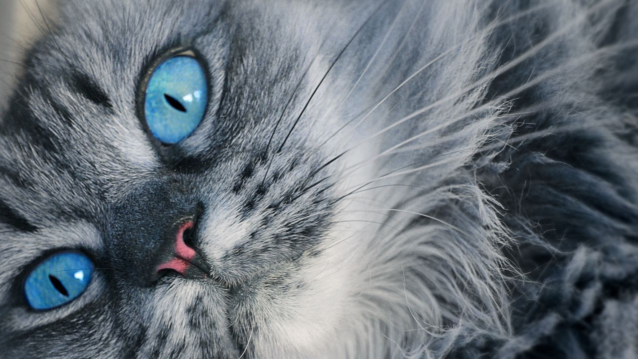 Wallpaper cat, muzzle, blue-eyed, fluffy