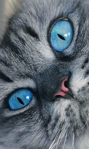 Preview wallpaper cat, muzzle, blue-eyed, fluffy