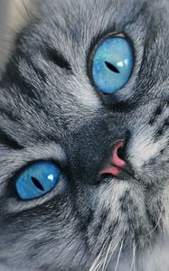 Preview wallpaper cat, muzzle, blue-eyed, fluffy