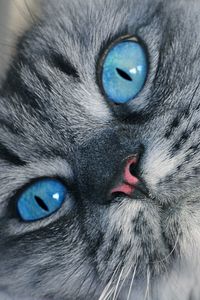 Preview wallpaper cat, muzzle, blue-eyed, fluffy